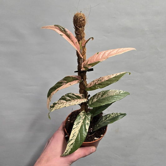 Ficus Sagittata Pink Variegated