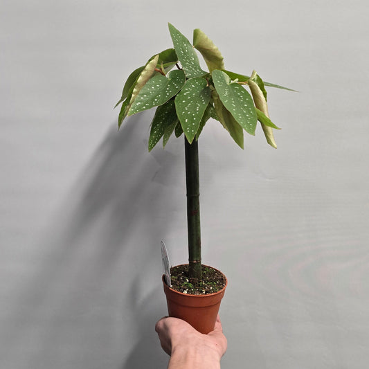 Begonia Tamaya