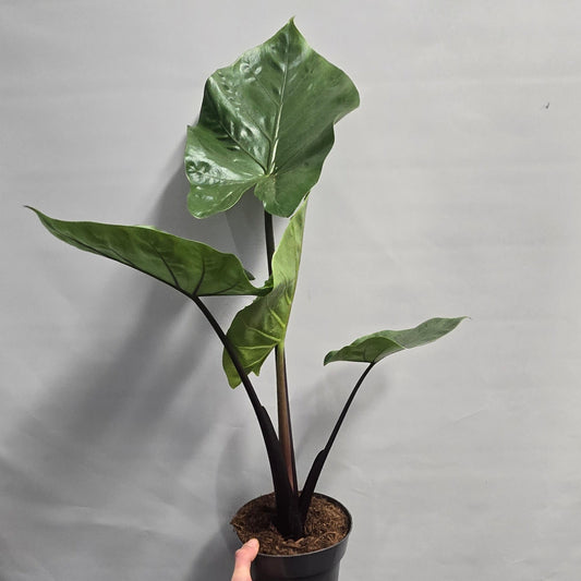 Alocasia Black Cobra
