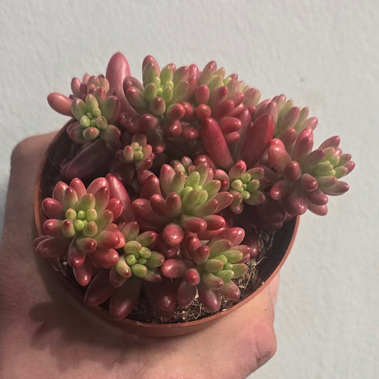 Small Sedum - Mixed