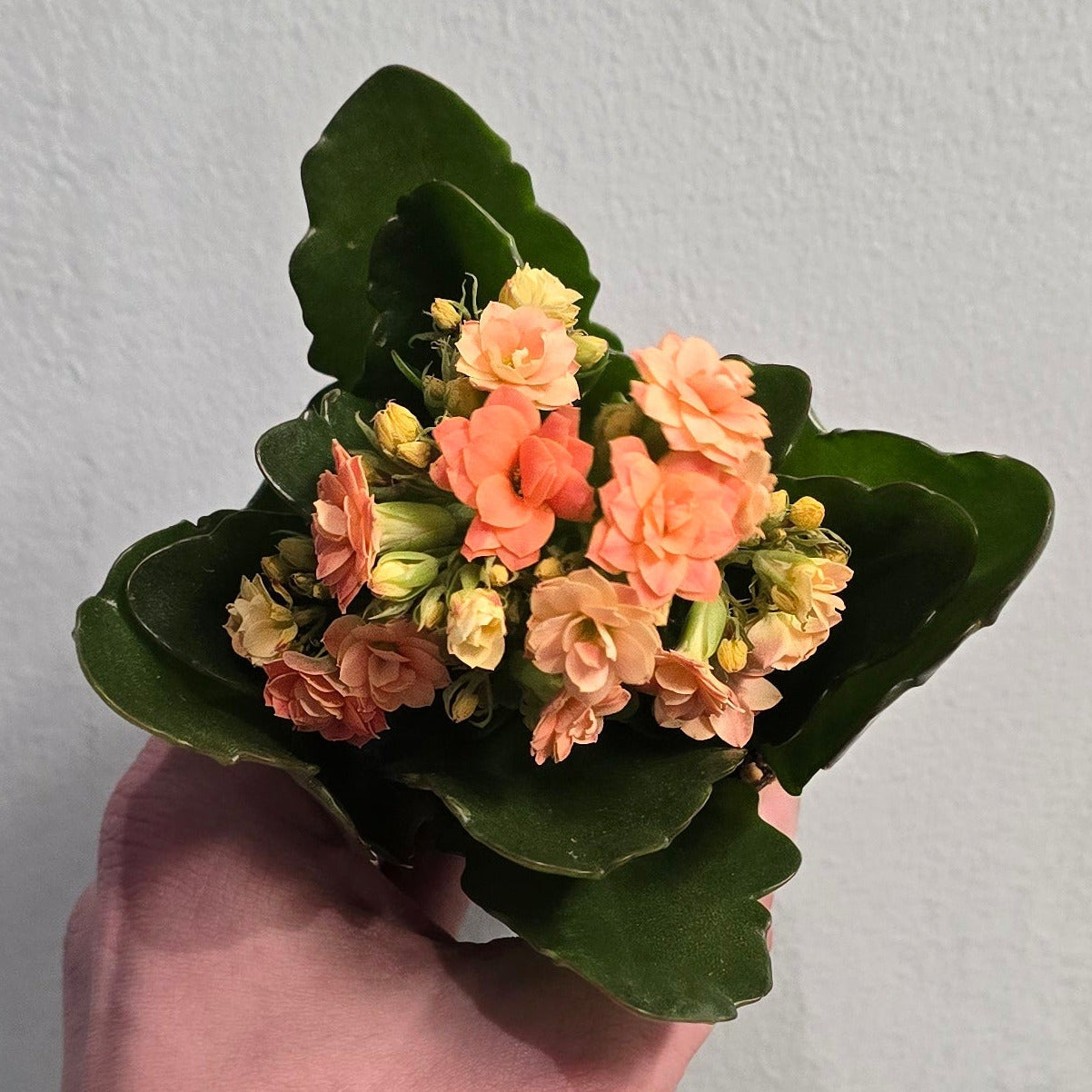 Mini - Kalanchoe - Widow's Thrill (Mixed)
