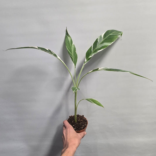 Musa Florida White Variegata