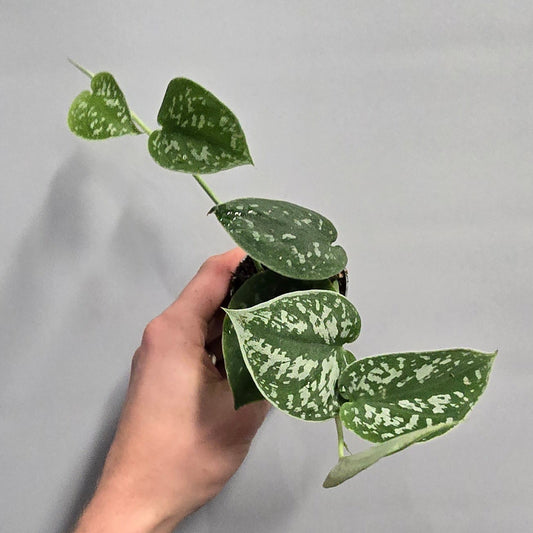 Mini- Silver Satin Pothos Argyraeus