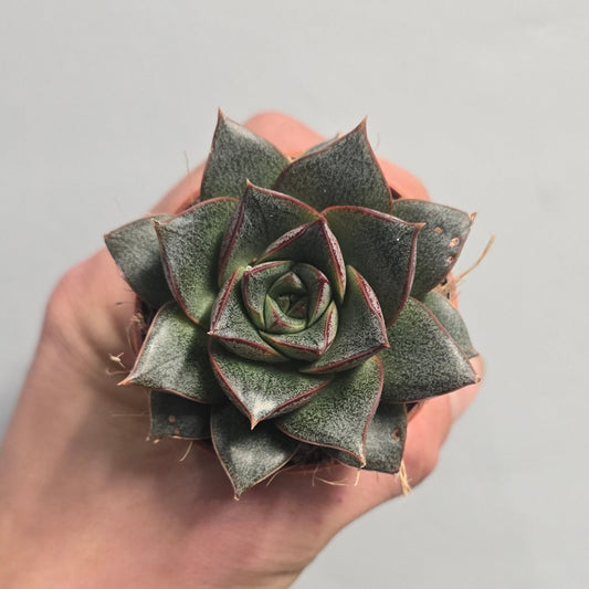 Mini - Echeveria Purpusorum