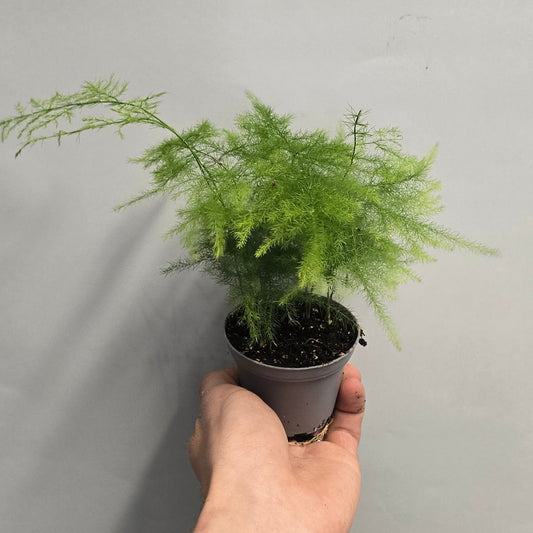 Mini - Asparagus Fern