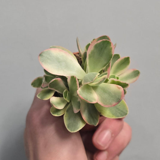 Mini - Crassula Moneymaker Variegata