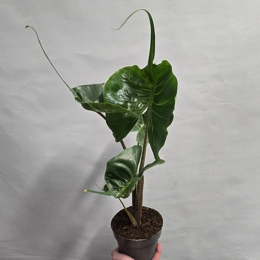 Alocasia Stingray
