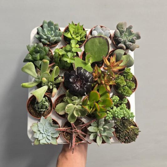 Mini Succulents - Mixed