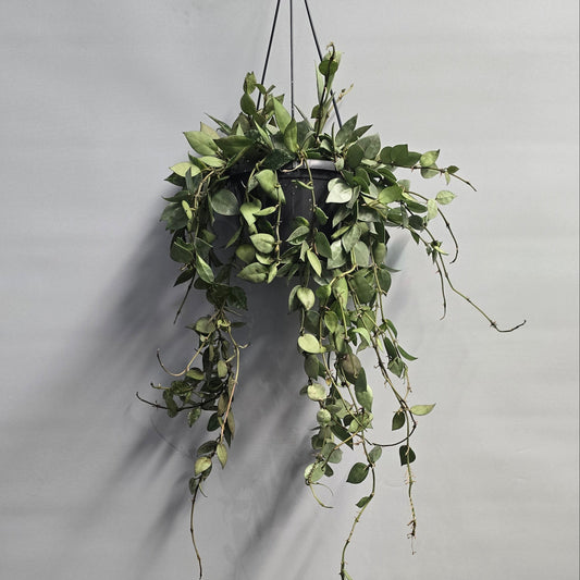 Hanging - Hoya krohniana - Eskimo
