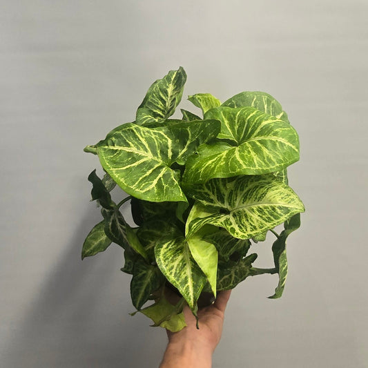 Syngonium Arrow