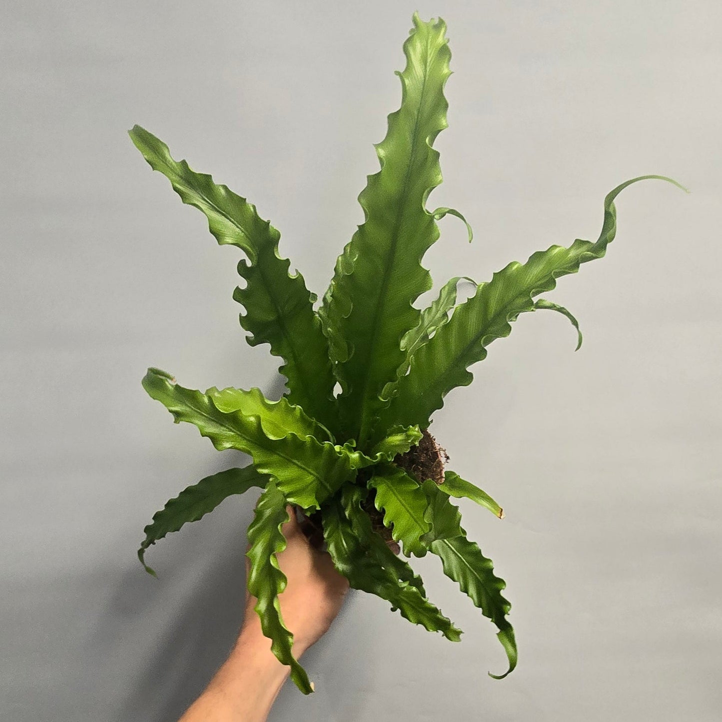 Japanese Bird's Nest Fern