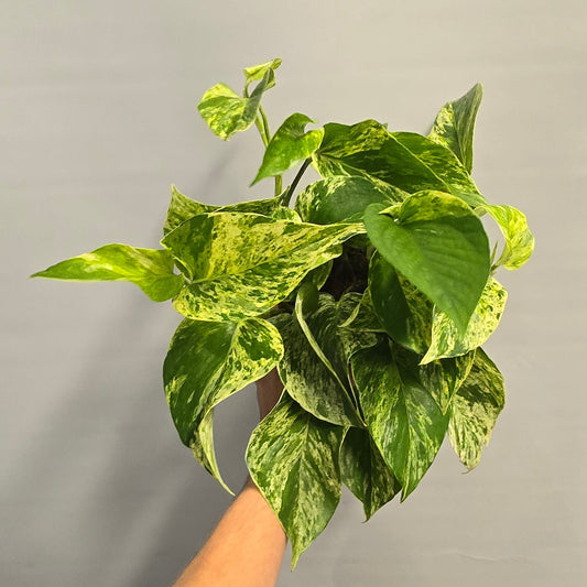 Marble Queen Pothos