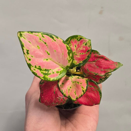 Mini - Aglaonema Mix