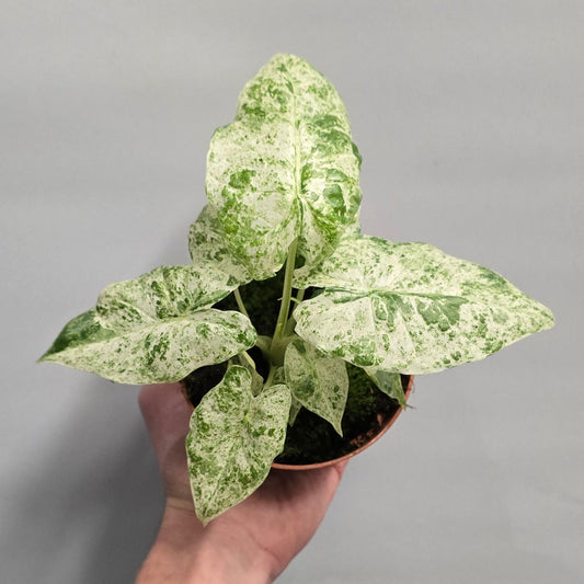 Alocasia Macrorrhiza Splash