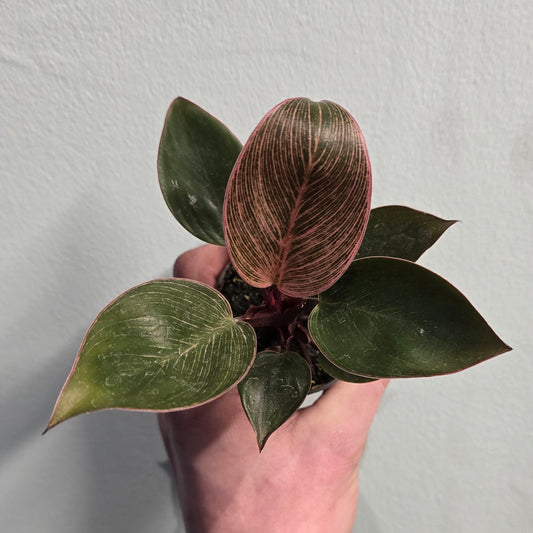 Mini Pink Philodendron Birkin