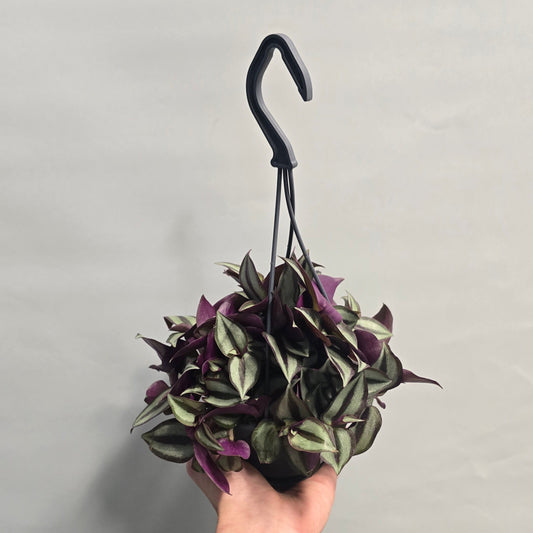 Hanging - Tradescantia Jewel