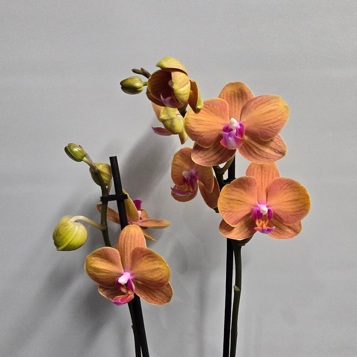 Phalaenopsis Promiss Orchids - Double Stems