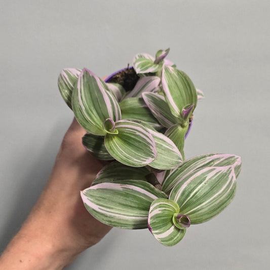Small - Tradescantia Albiflora