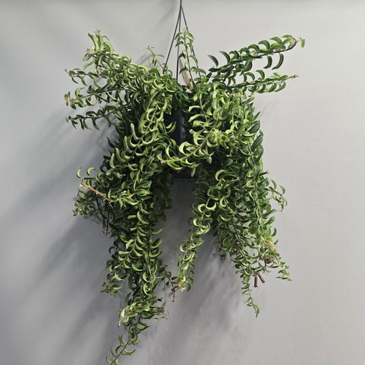 (Auction) Hanging Twister Lipstick plant