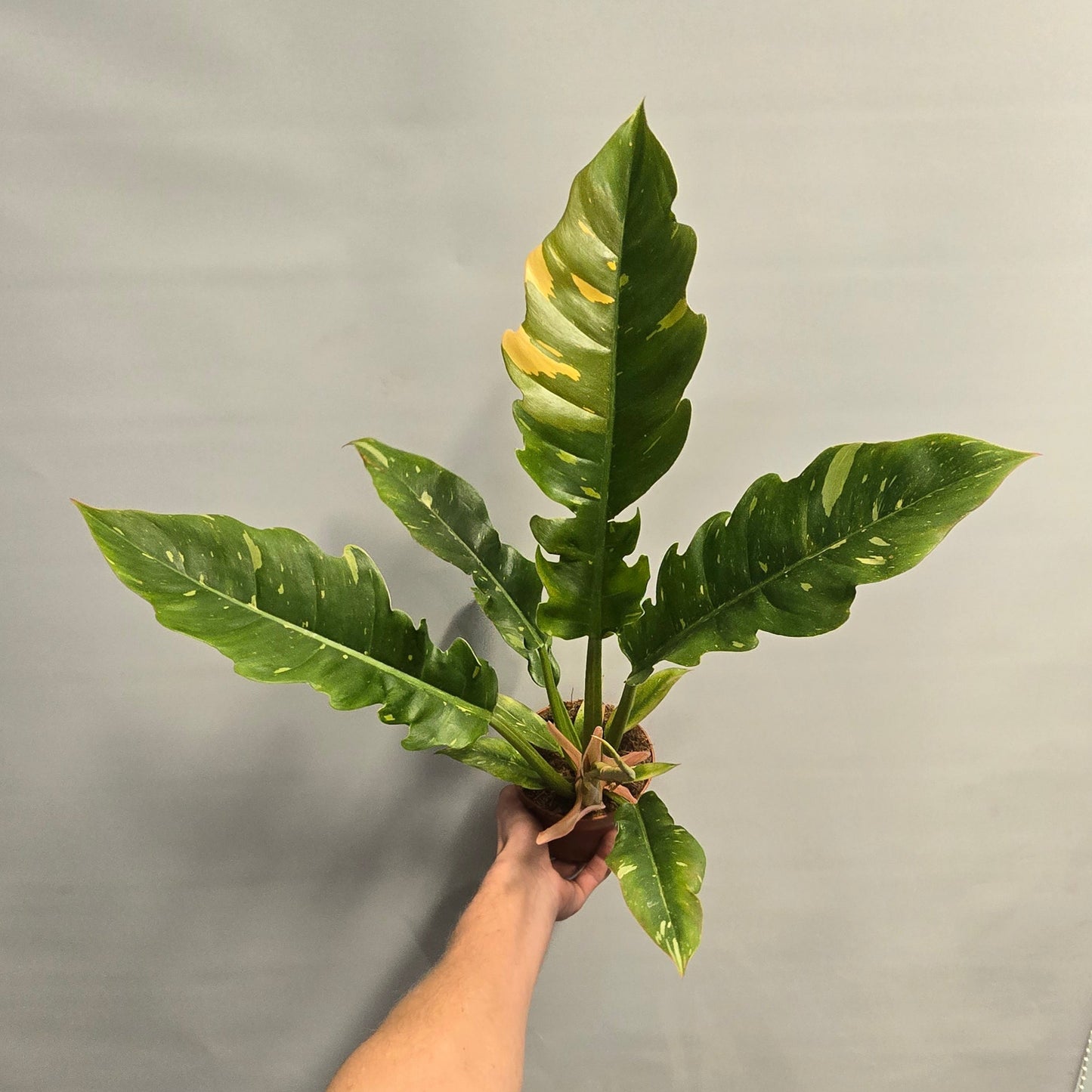 Philodendron Ring Of Fire (Offer)