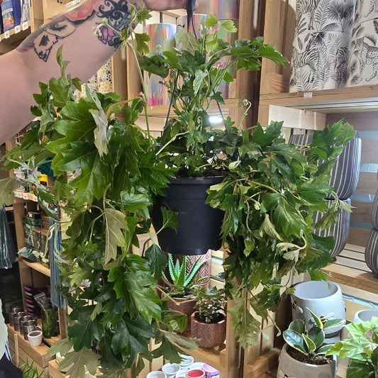 Large Hanging Grape Ivy