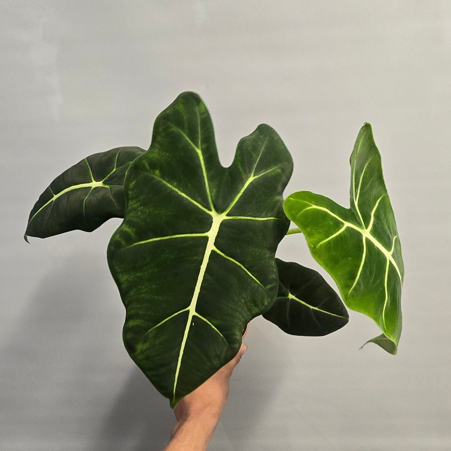 Alocasia Frydek
