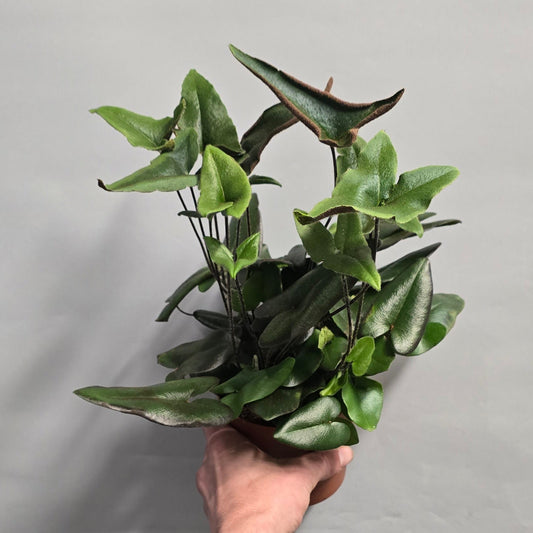 Heart Leaf Fern - Hemionitis Arifolia