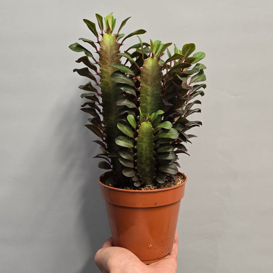 Euphorbia - Red Trigona