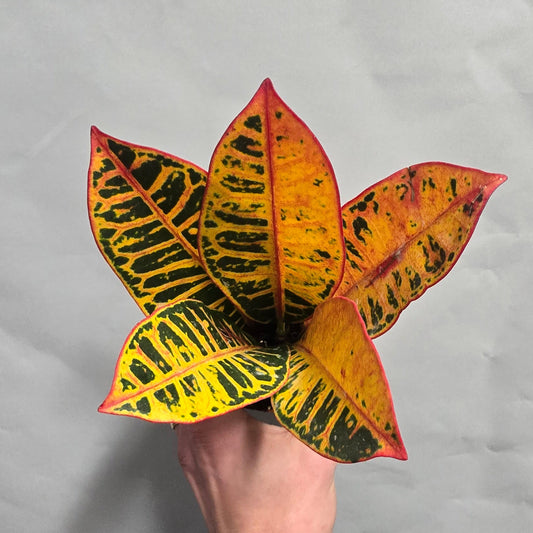 Small - Codiaeum Variegatum Petra