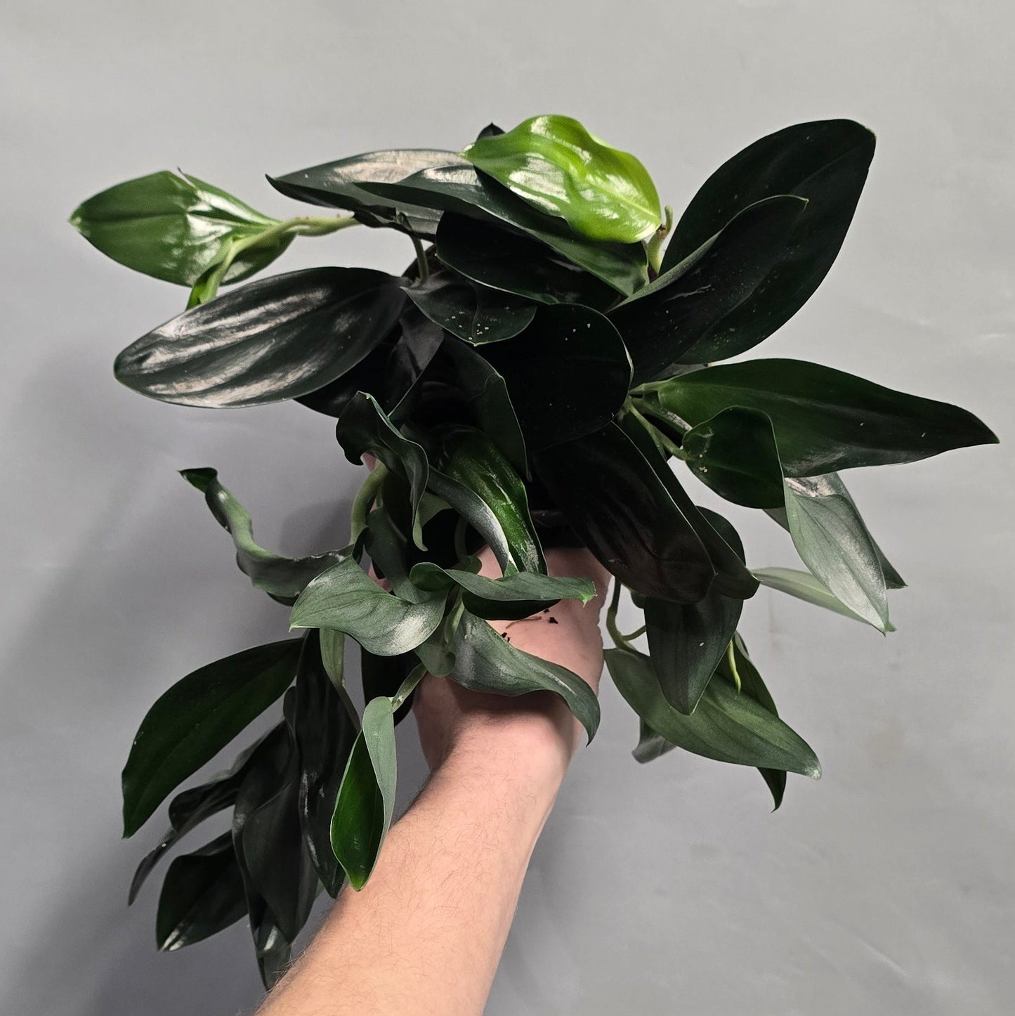 Scindapsus Treubii - Dark Form