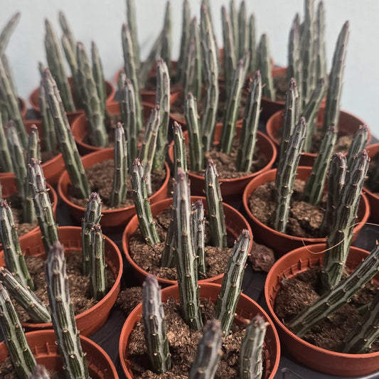 Mini - Kleinia Stapeliiformis