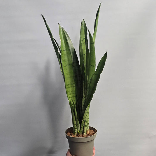 Sansevieria Trifasciata Spearmint