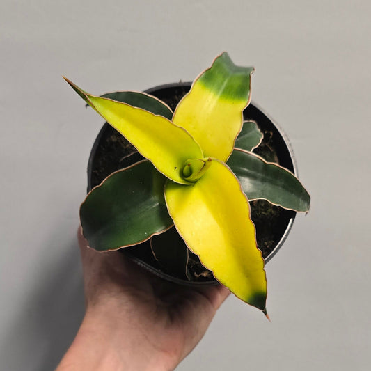 (Auction) Sansevieria Star Canary