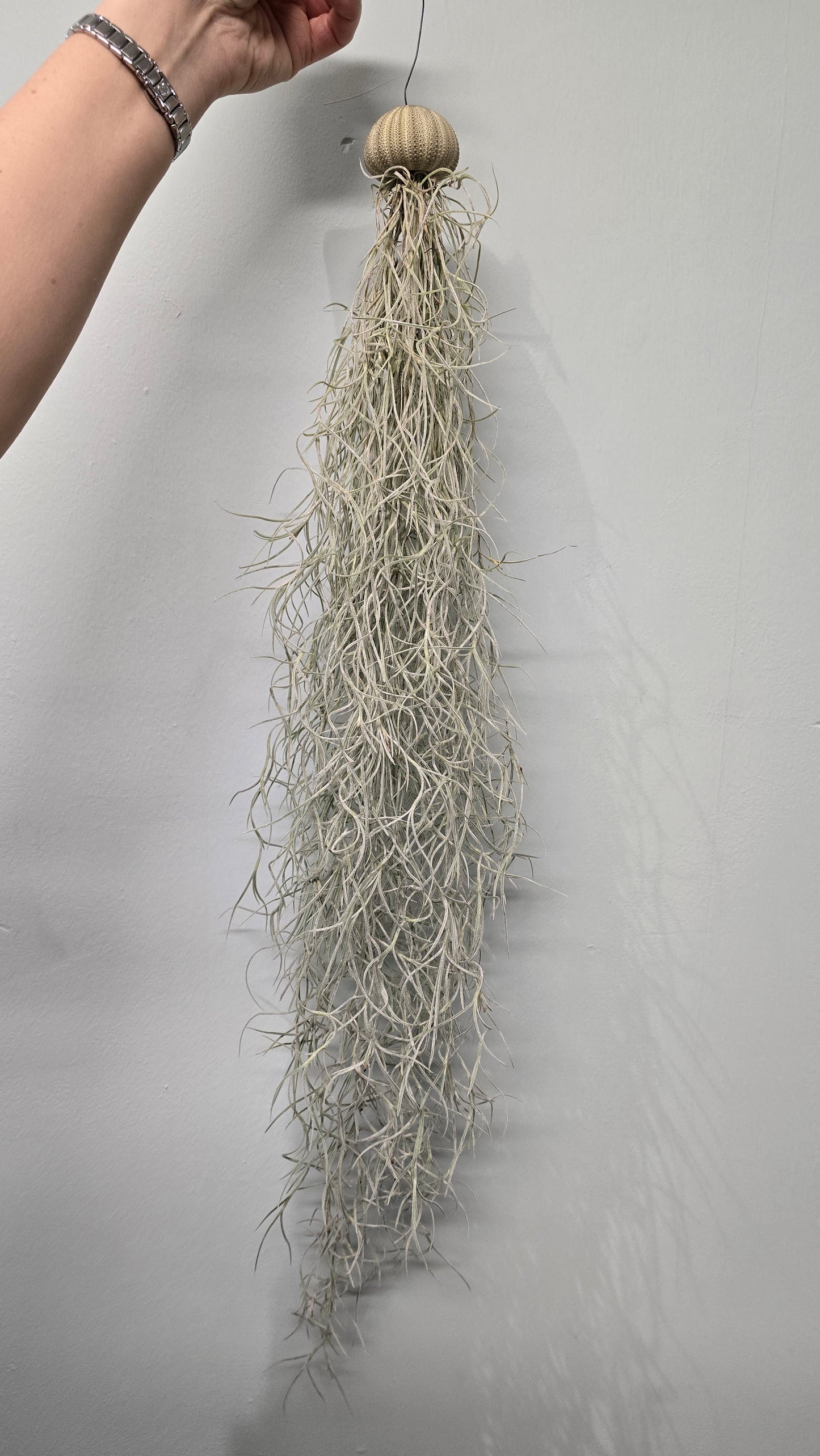 Spanish Moss - 50-75cm