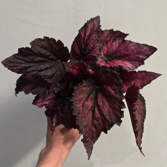 Begonia  - "rex" - Mixed Varieties