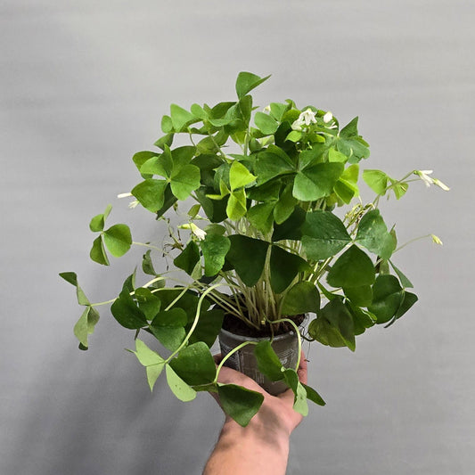 Oxalis Green Shamrock