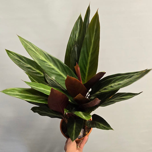 Calathea Stromanthe Stripestar