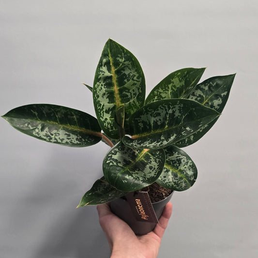 Aglaonema Orange Flame