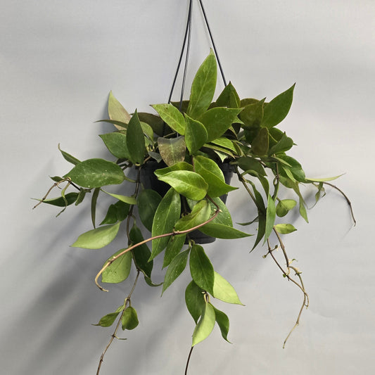 Hanging - Hoya Sunrise Gabriella