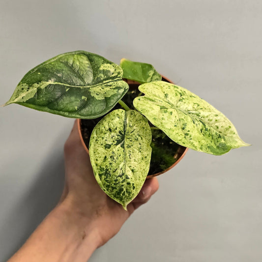 Alocasia Dragon Scale Mint