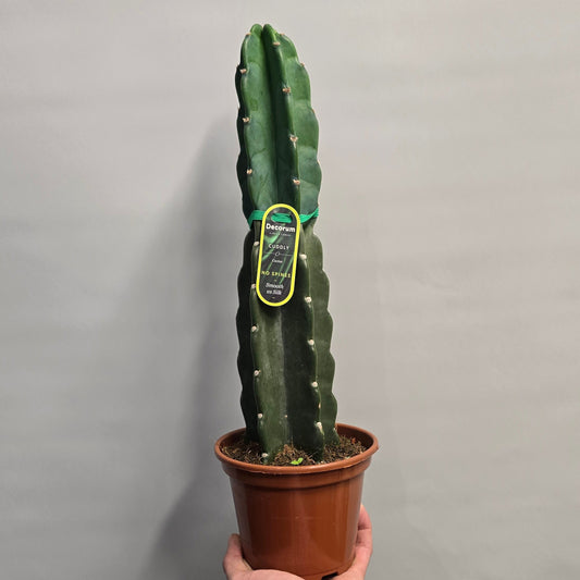 Cuddly Cactus - Cereus Jamacaru