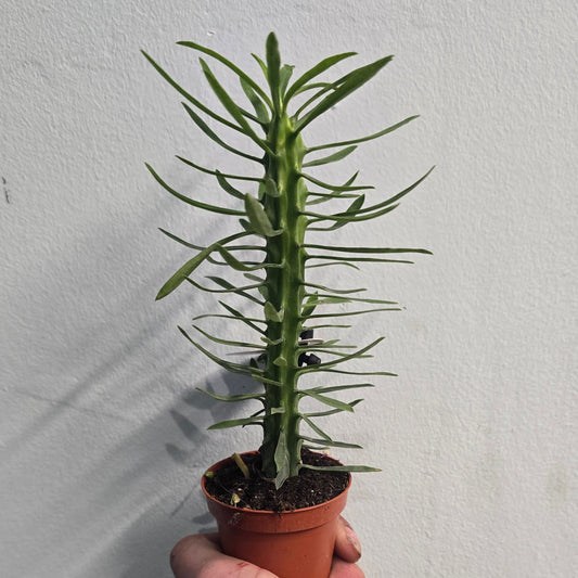 Mini Euphorbia Cactus - Varities