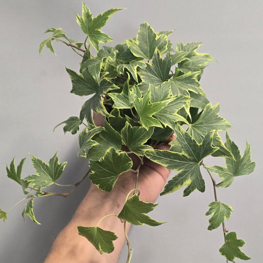 Small - Hedera Helix
