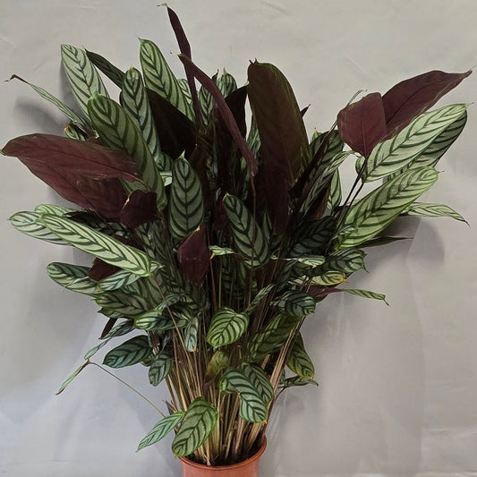 Large Fishbone Calathea