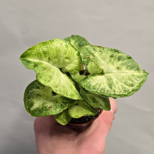 Mini - Syngonium White Butterfly