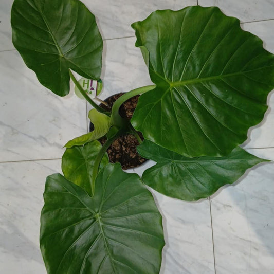 Alocasia Gageana