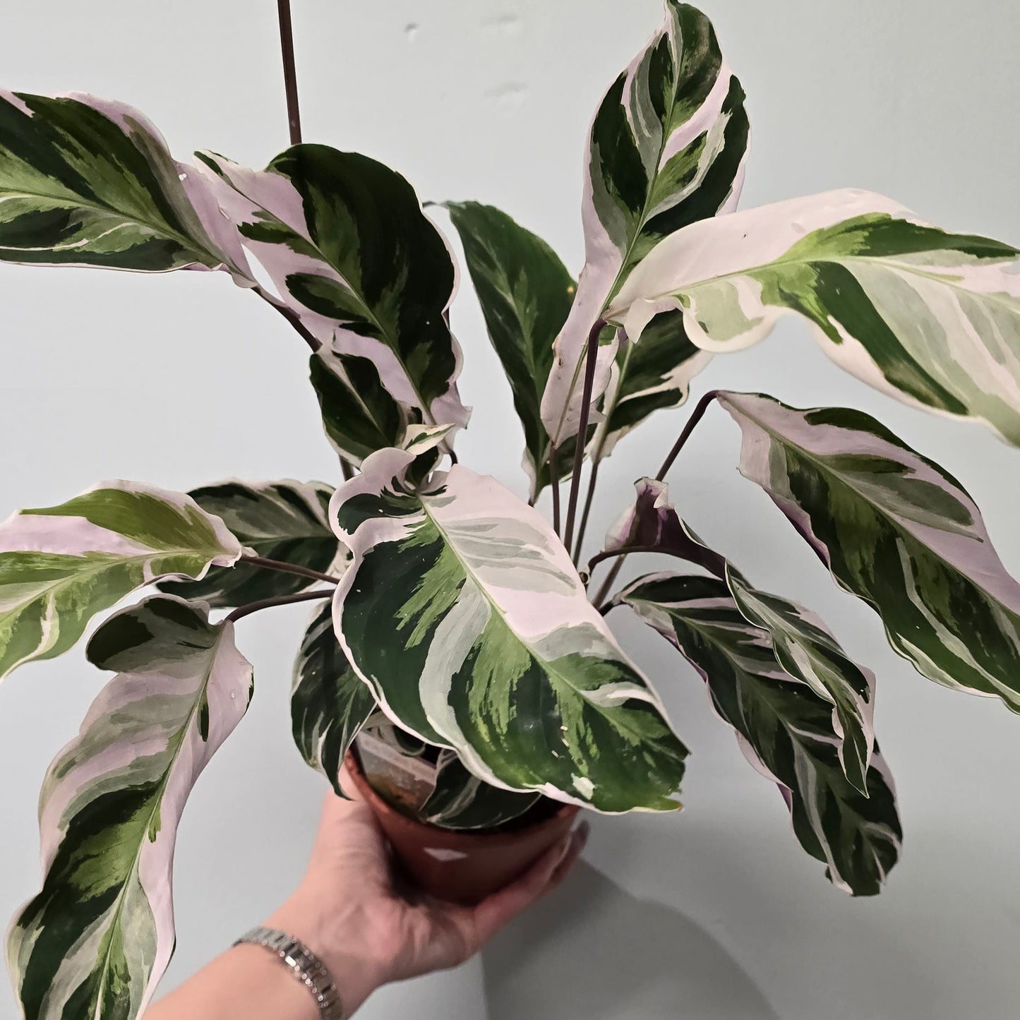 Calathea White Fusion