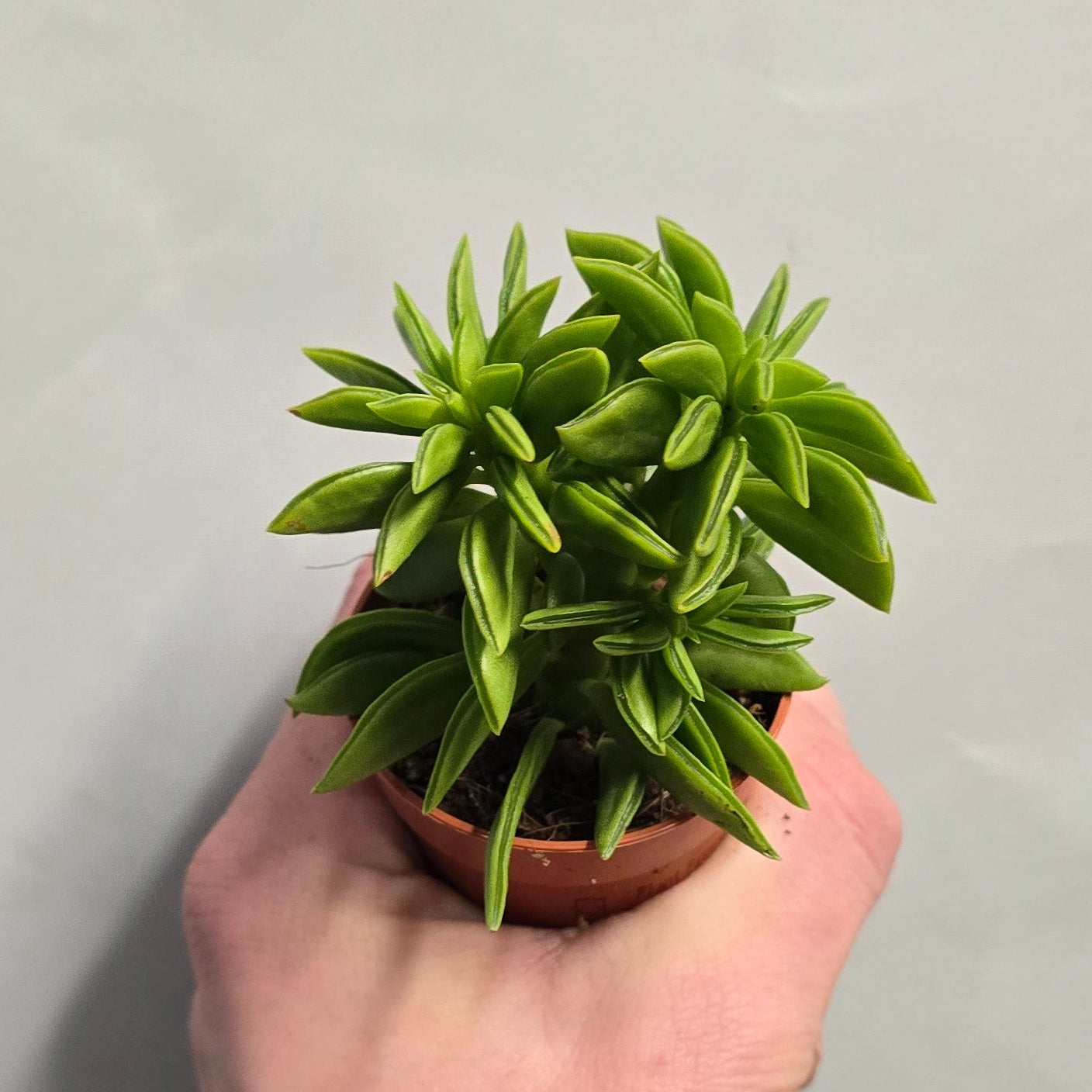 Mini - Peperomia Happy Bean