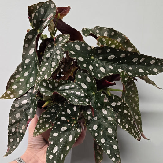 Polka Dot Begonia