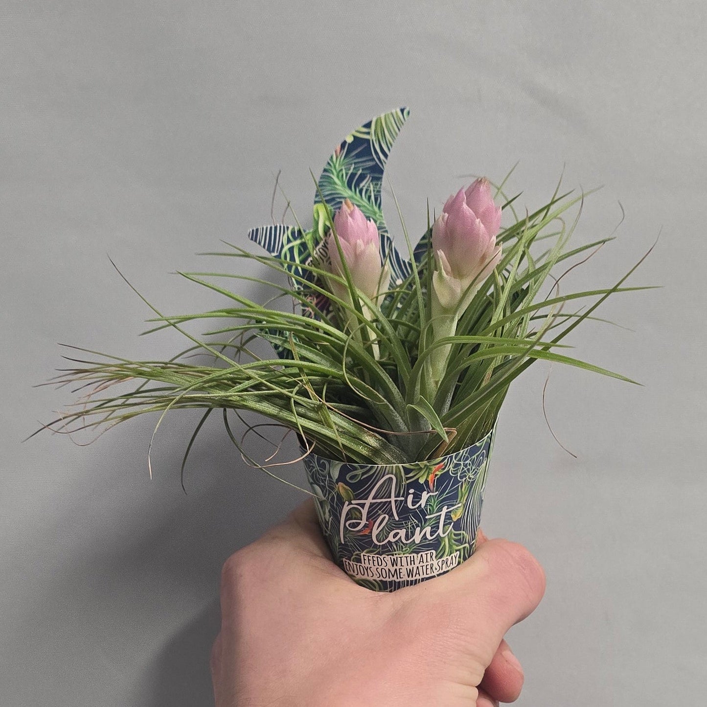 Air Plants - Tillandsia (Options)